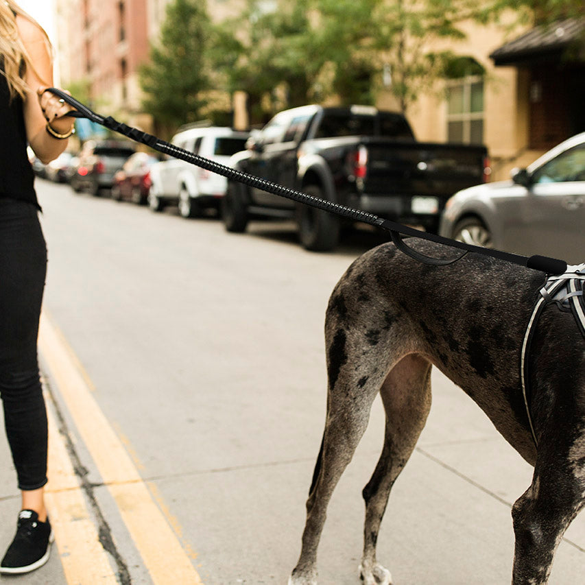 We create innovative, high quality dog gear for the dog enthusiast.