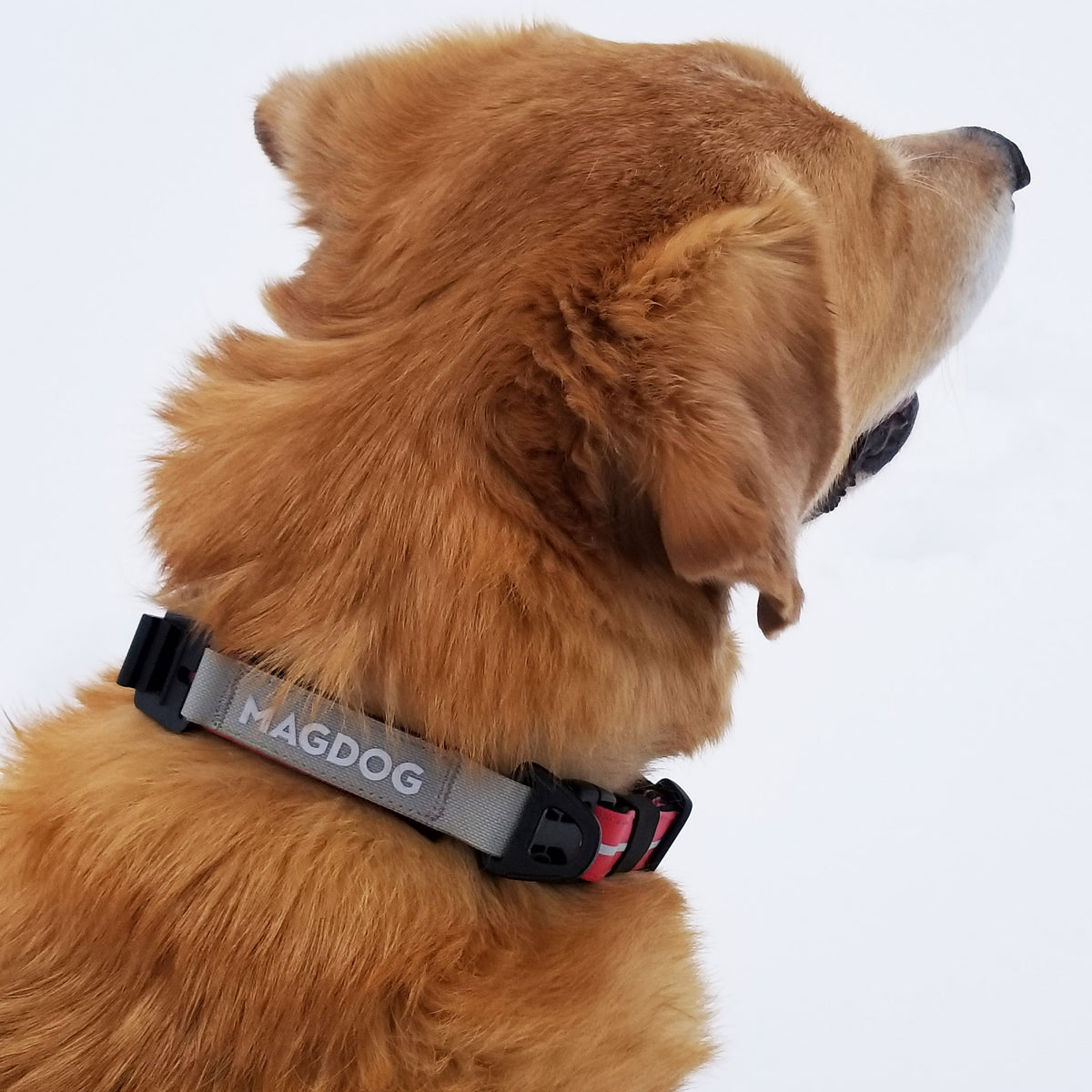 We create innovative, high quality dog gear for the dog enthusiast.