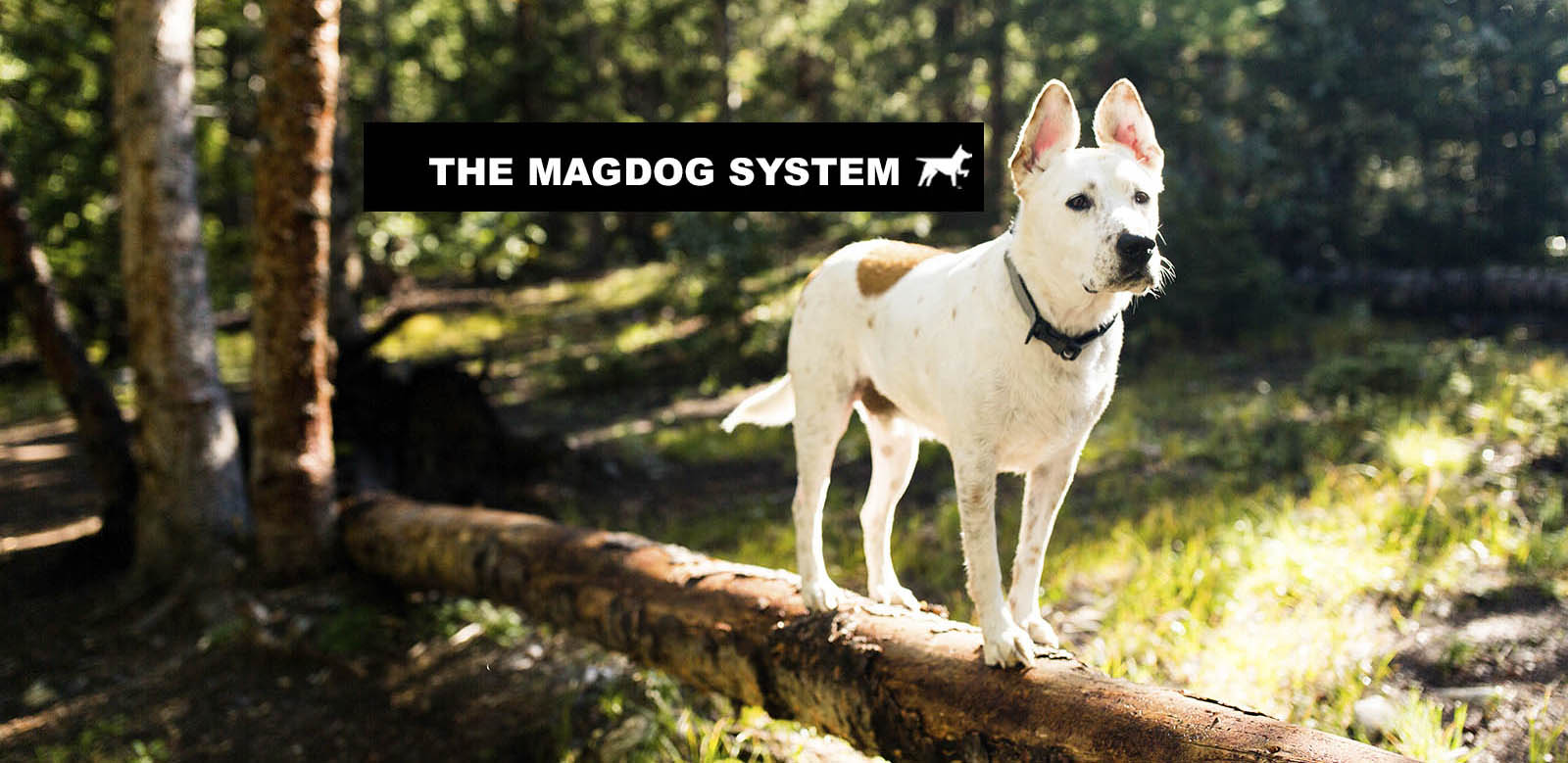 The MAGDOG System - MAGDOG, LLC